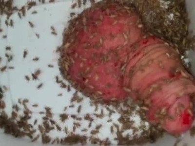 Cricket feast
