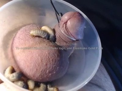 Chafer grub