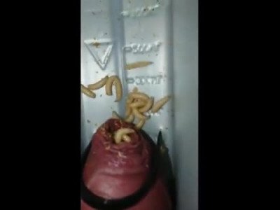 Maggots
